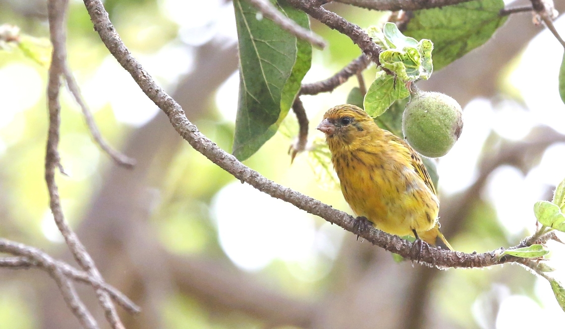 African Citril, female Around the lakeside. African citril,Bishopftu,Crithagra citrinelloides,Lake Chelelaka,Oromia,Rift Valley
