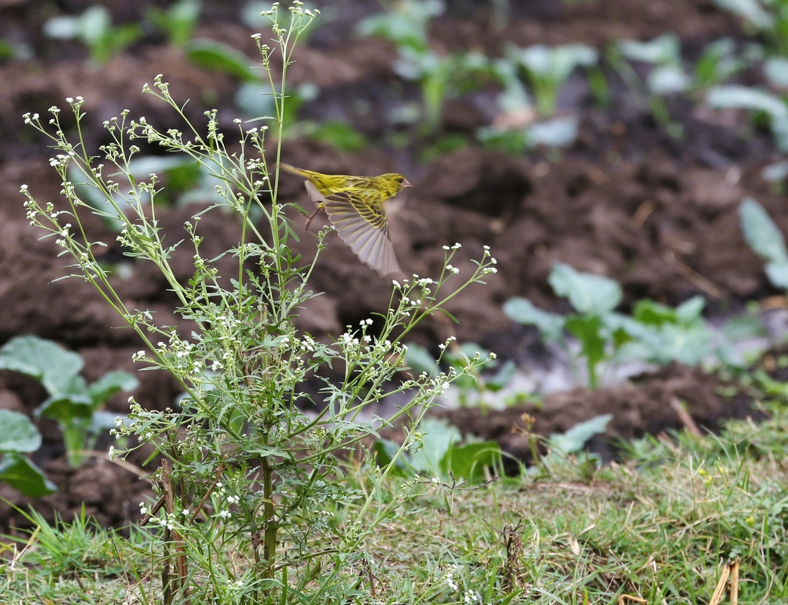 African Citril in cropland alongside Lake Chelelaka Another female. African citril,Bishopftu,Crithagra citrinelloides,Lake Chelelaka,Oromia,Rift Valley