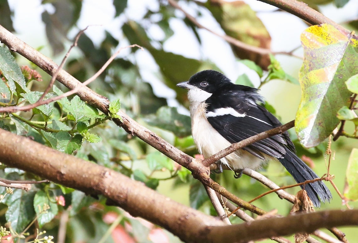 Ethiopian Boubou In Woodland on the edge of Lake Chelelaka Bishopftu,Ethiopian boubou,Lake Chelelaka,Laniarius aethiopicus,Oromia,Rift Valley