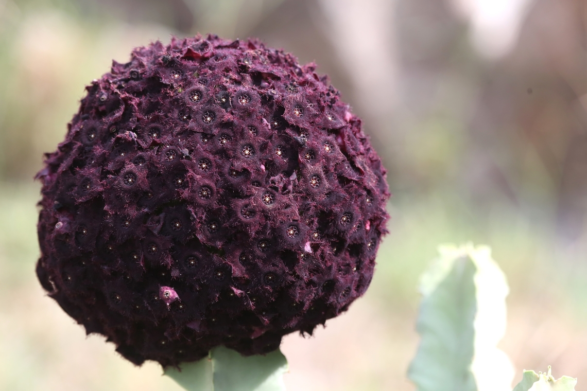 Caralluma acutangula Have seen it called ball of black flowers - does look black out of the sun.  An amazing succulent.  It is a stapeliad.  It was just there and didn't see another. Afar,Awash National Park,Caralluma acutangula,Desmidorchis retrospiciens,Doho Lodge,Rift Valley