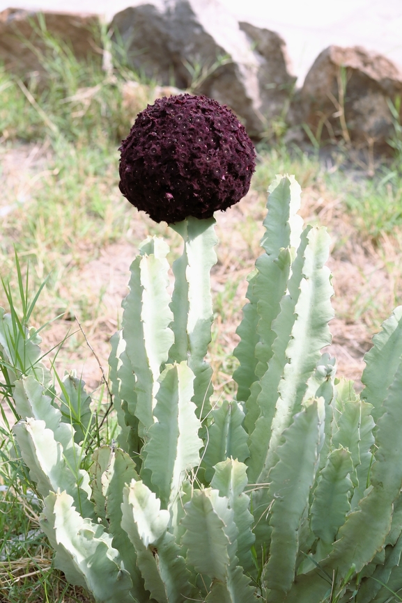 Caralluma acutangula Photo of the plant growing in desert conditions.  It was just under a metre tall. Afar,Awash National Park,Caralluma acutangula,Desmidorchis retrospiciens,Doho Lodge,Rift Valley