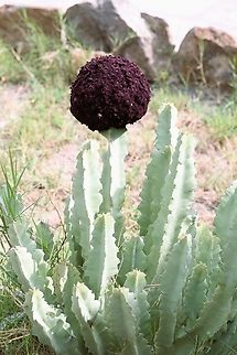 Caralluma acutangula Photo of the plant growing in desert conditions.  It was just under a metre tall. Afar,Awash National Park,Caralluma acutangula,Desmidorchis retrospiciens,Doho Lodge,Rift Valley