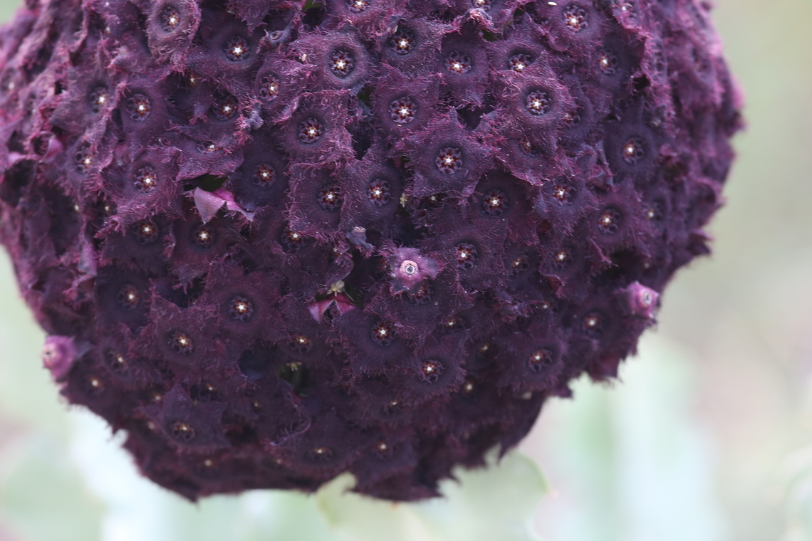 Caralluma acutangula Close up of the flower head.  Looks like coral. Afar,Awash National Park,Caralluma acutangula,Desmidorchis retrospiciens,Doho Lodge,Rift Valley