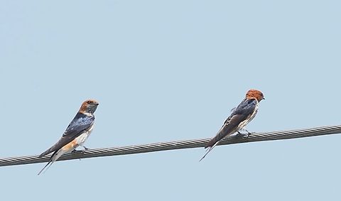 Lesser Striped Swallows On the roadside near the Awash River Afar,Awash National Park,Cecropis abyssinica,Doho Lodge,Lesser striped swallow