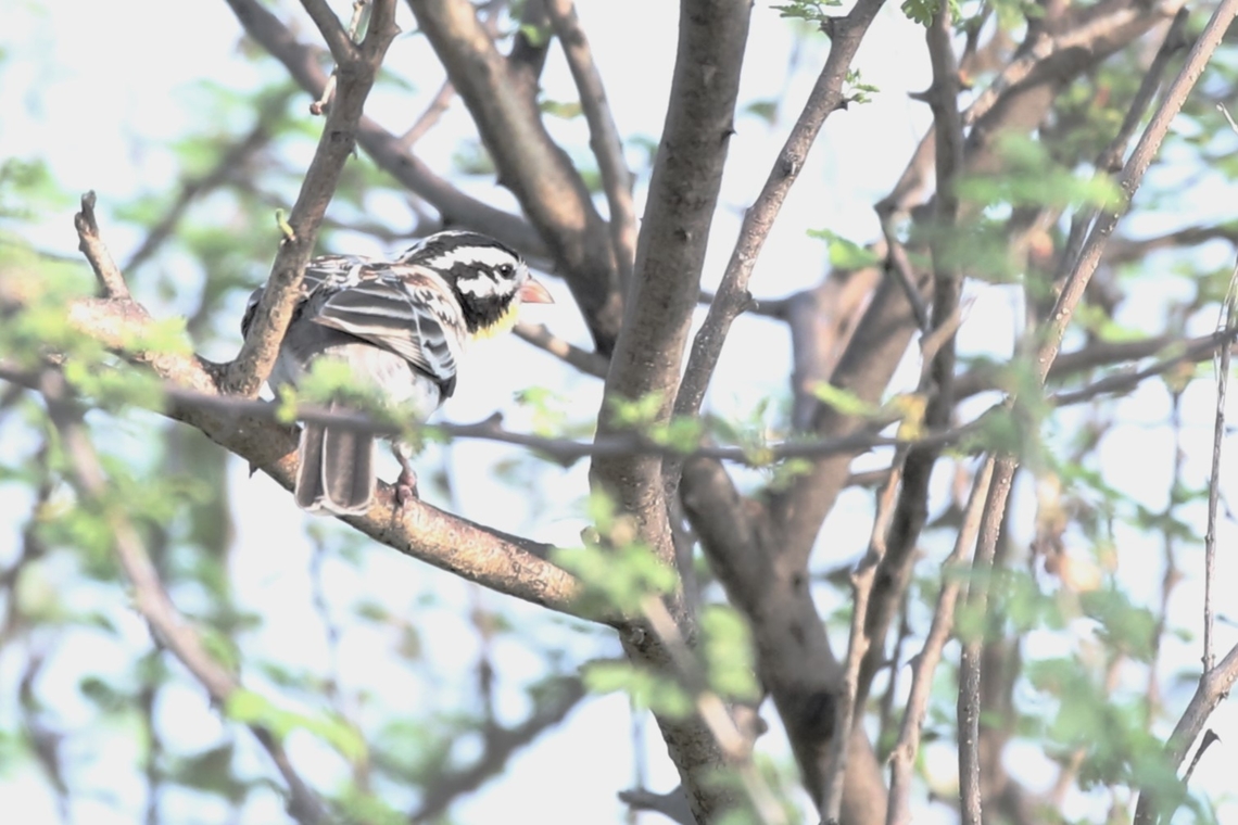 Somali Bunting Seen in the grounds of Doho Lodge close-by the Awash river Afar,Awash National Park,Doho Lodge,Emberiza poliopleura,Rift Valley,Somali bunting