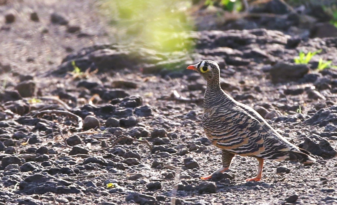 Lichtenstein's Sandgrouse In the arid grounds of Doho Lodge, a few very colourful sandgrouse. Afar,Awash National Park,Doho Lodge,Lichtenstein's sandgrouse,Pterocles lichtensteinii,Rift Valley