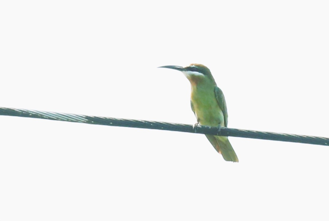Madagascar or Olive Bee-eater Along the roadside with the Northern Carmine Bee-eater Lake Chelelaka,Merops superciliosus,Metehara,Olive Bee-eater,Oromia