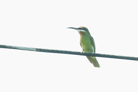 Madagascar or Olive Bee-eater Along the roadside with the Northern Carmine Bee-eater Lake Chelelaka,Merops superciliosus,Metehara,Olive Bee-eater,Oromia