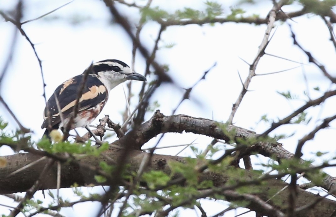 Brubru In the grounds of Doho Lodge Afar,Awash National Park,Brubru,Doho Lodge,Nilaus afer,Rift Valley