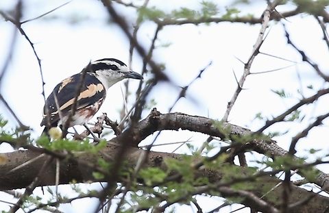 Brubru In the grounds of Doho Lodge Afar,Awash National Park,Brubru,Doho Lodge,Nilaus afer,Rift Valley