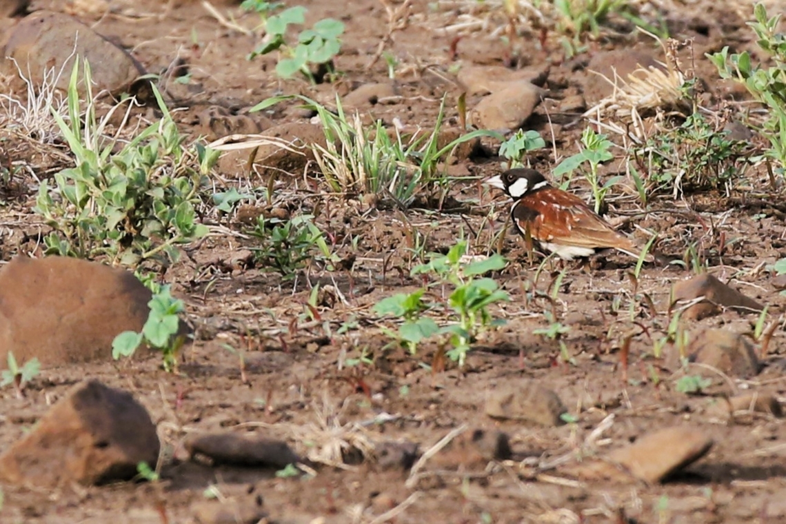 Chestnut-backed Sparrow-lark - male Saw this striking species on the Aledeghi Wildlife Reserve Afar,Aledeghi Plains,Aledeghi Wildlife Reserve,Chestnut-backed sparrow-lark,Eremopterix leucotis,Rift