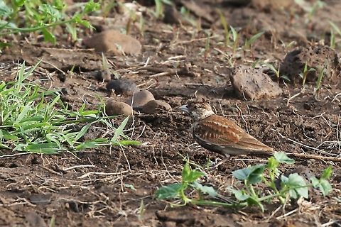 Chestnut-backed Sparrow-lark - Female  Afar,Aledeghi Plains,Aledeghi Wildlife Reserve,Chestnut-backed sparrow-lark,Eremopterix leucotis,Rift