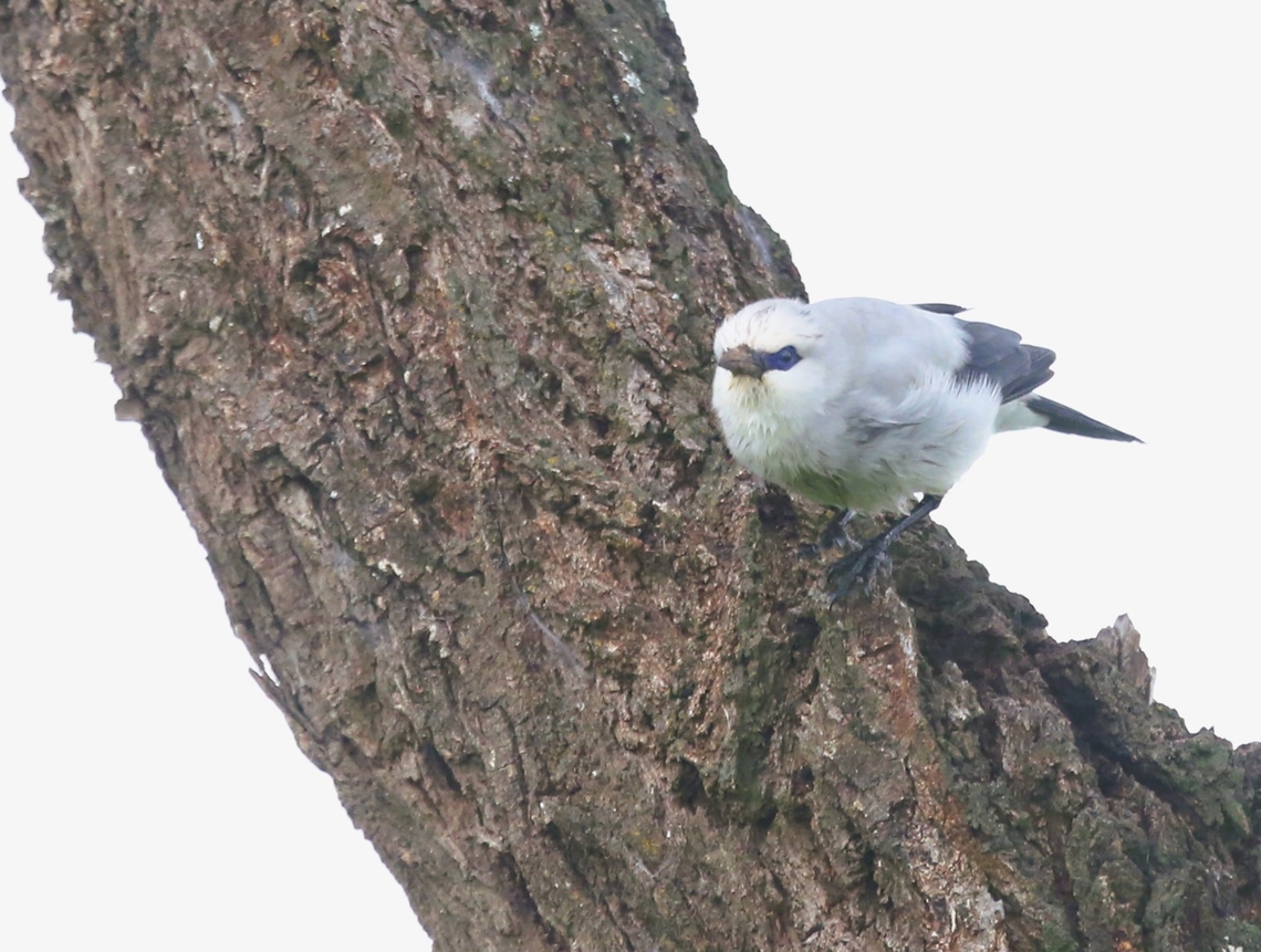 Stresemann's Bush-crow The unique endemic bush-crow of Ethiopia which lives in a very small restricted area to the South and East of Yabello just north of the Kenyan border. Mega-Soda Plains,Oromia,Rift Valley,Stresemann's bushcrow,Yabello,Zavattariornis stresemanni