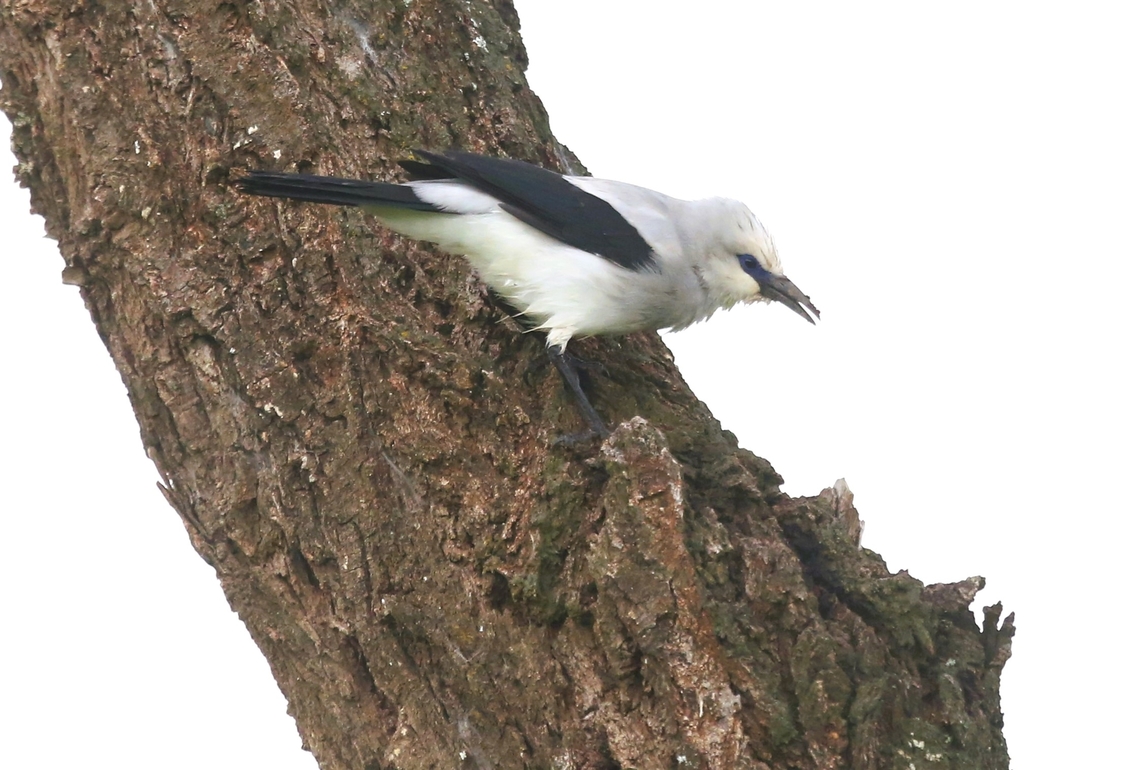 Stresemann's Bush-crow Found on the Mega-Soda plains about 80 kilometres south of Yabello. Mega-Soda Plains,Oromia,Rift Valley,Stresemann's bushcrow,Yabello,Zavattariornis stresemanni