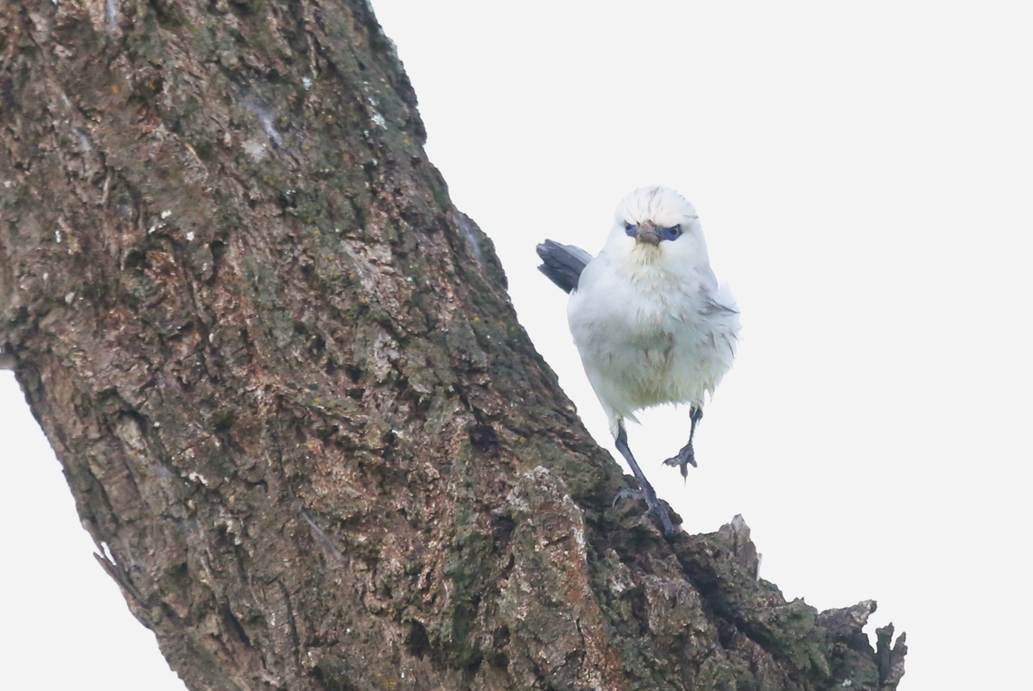 Stresemann's Bush-crow Looks like a smallish atypical crow with attitude. Mega-Soda Plains,Oromia,Rift Valley,Stresemann's bushcrow,Yabello,Zavattariornis stresemanni
