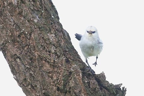 Stresemann's Bush-crow Looks like a smallish atypical crow with attitude. Mega-Soda Plains,Oromia,Rift Valley,Stresemann's bushcrow,Yabello,Zavattariornis stresemanni