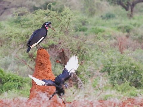 African Ground Hornbills The male wins the king of the castle championship, just south of Yabello Abyssinian Ground Hornbill,Bucorvus abyssinicus,Oromia,Rift Valley,Yabello