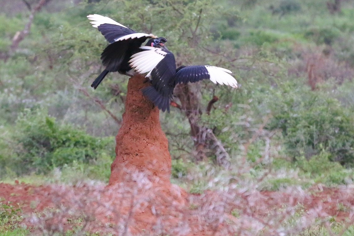Abyssinian Ground Hornbills This male and female appear to be playing king of the castle on a termite mound just south of Yabello Abyssinian Ground Hornbill,Bucorvus abyssinicus,Oromia,Rift Valley,Yabello