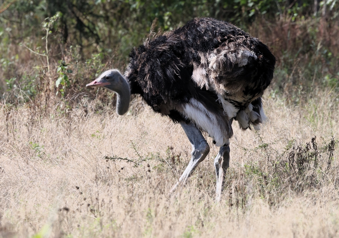 Blue-legged Somali Ostrich First saw these in Samburu National Park in 1981, it&#039;s taken a long time to see one again. Abijatta-Shalla National Park,Oromia,Rift Valley,Somali ostrich,Struthio molybdophanes