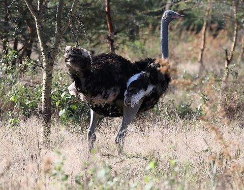 Blue-legged Somali Ostrich  Abijatta-Shalla National Park,Oromia,Rift Valley,Somali ostrich,Struthio molybdophanes