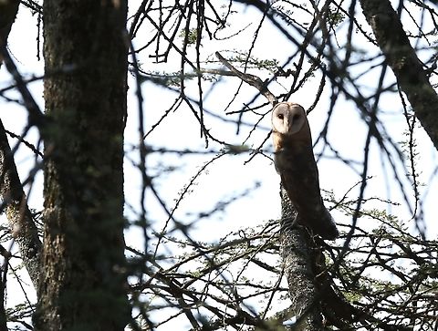 Barn Owl Didn't expect to see one of these in the Rift. Abijatta-Shalla National Park,Barn owl,Oromia,Rift Valley,Tyto alba