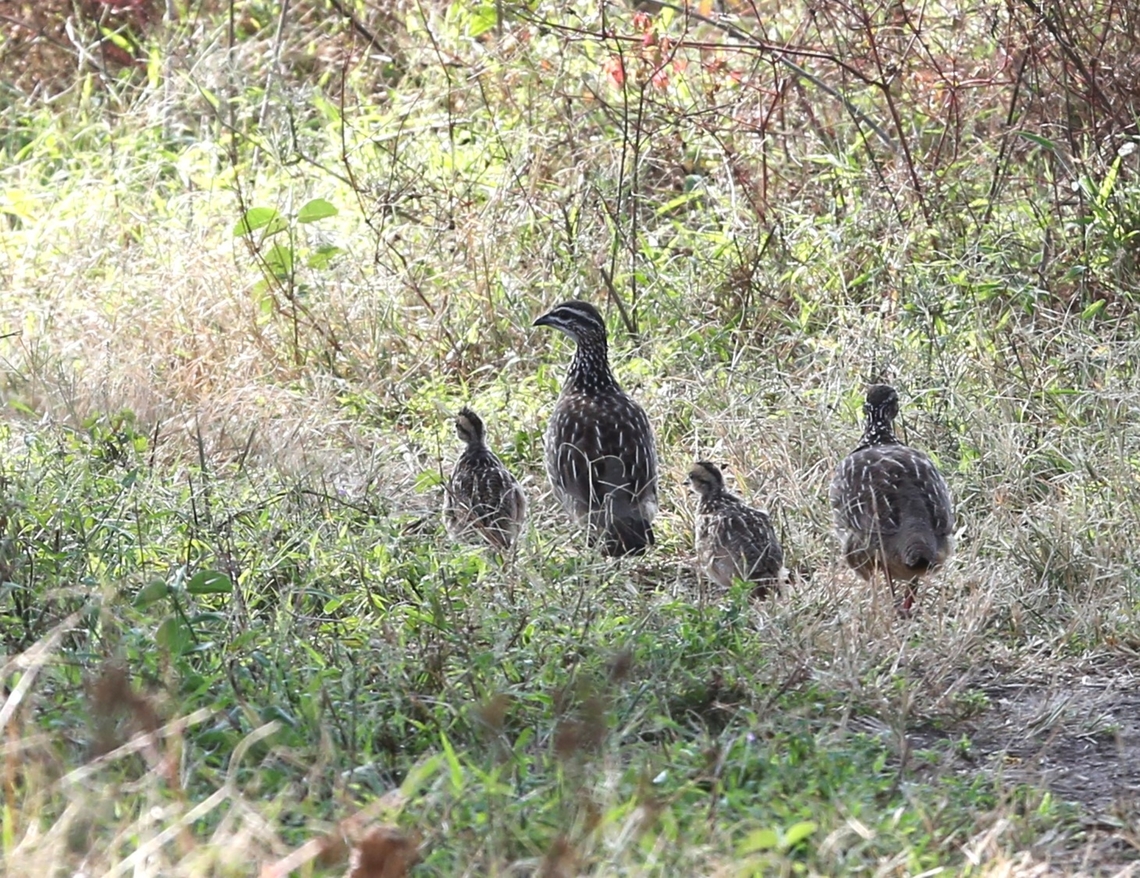 Crested Francolin & Chicks  Abijatta-Shalla National Park,Crested Francolin,Dendroperdix sephaena,Oromia,Rift Valley
