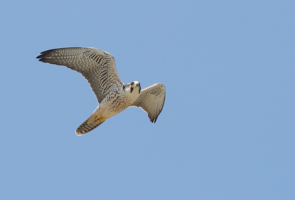 Peregrine Falcon cruising  Abijatta-Shalla National Park,Falco peregrinus,Oromia,Peregrine falcon,Rift Valley