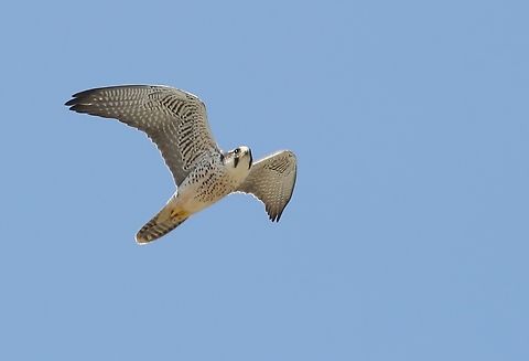 Peregrine Falcon cruising  Abijatta-Shalla National Park,Falco peregrinus,Oromia,Peregrine falcon,Rift Valley