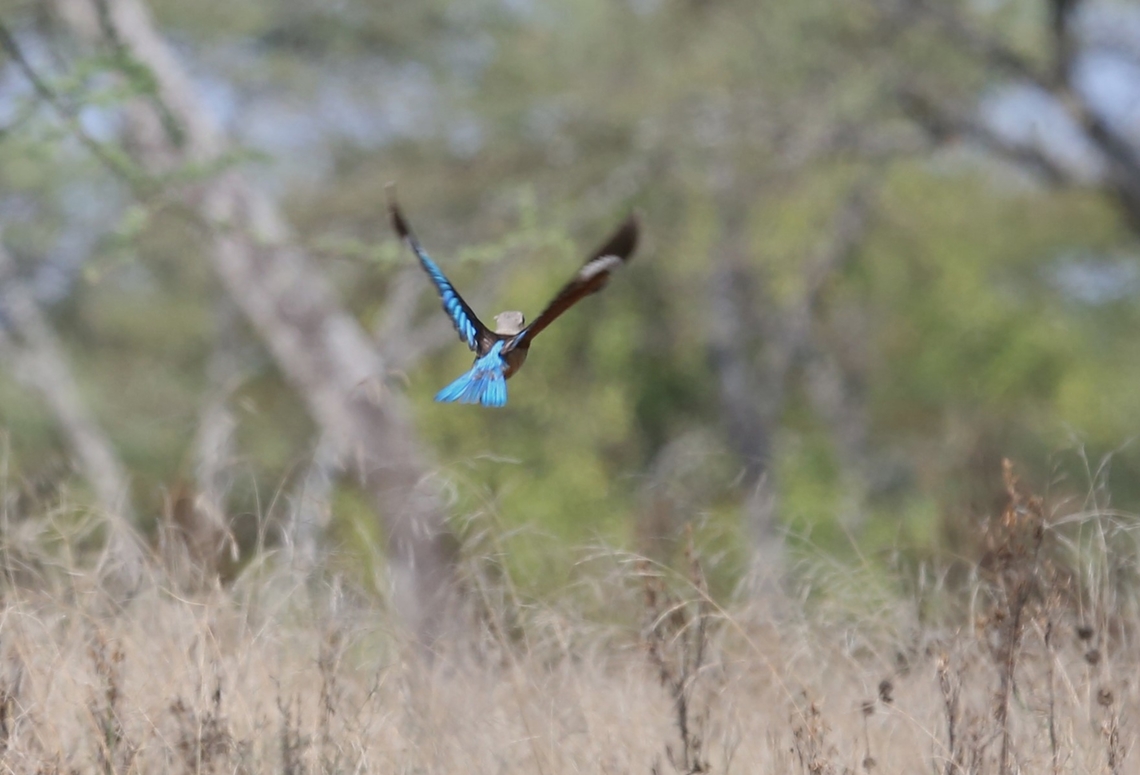 woodland kingfisher, Ethiopia  Halcyon senegalensis,woodland kingfisher