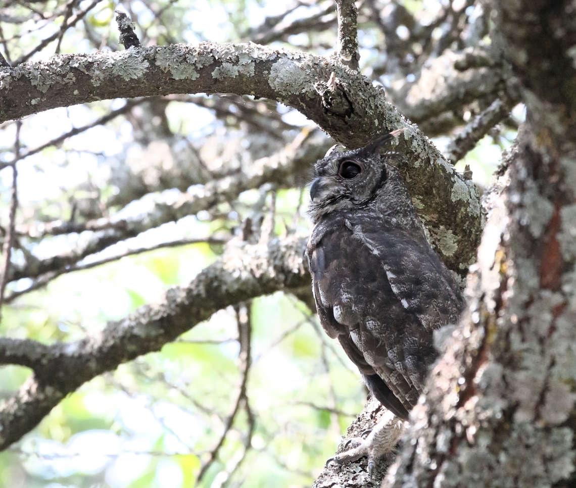 Greyish Eagle Owl  Bubo cinerascens,Greyish eagle-owl,Lake Langano,Oromia,Rift Valley