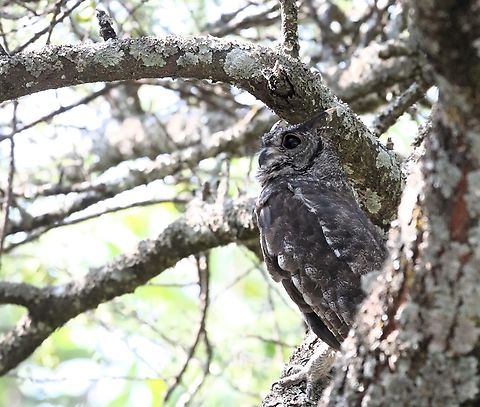 Greyish Eagle Owl  Bubo cinerascens,Greyish eagle-owl,Lake Langano,Oromia,Rift Valley