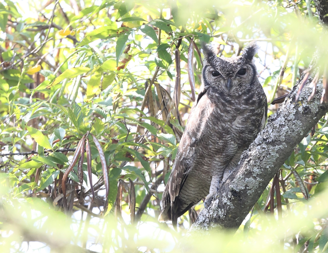 Greyish Eagle Owl Found on a disused resort lodge site, on the edge of Lake Langano. Bubo cinerascens,Greyish eagle-owl,Lake Langano,Oromia,Rift Valley