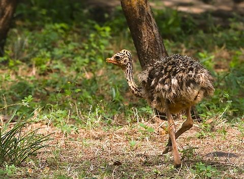 Blue-legged Somali Ostrich, chick Close-by Doho Lodge Afar,Awash National Park,Doho Lodge,Rift Valley,Somali ostrich,Struthio molybdophanes