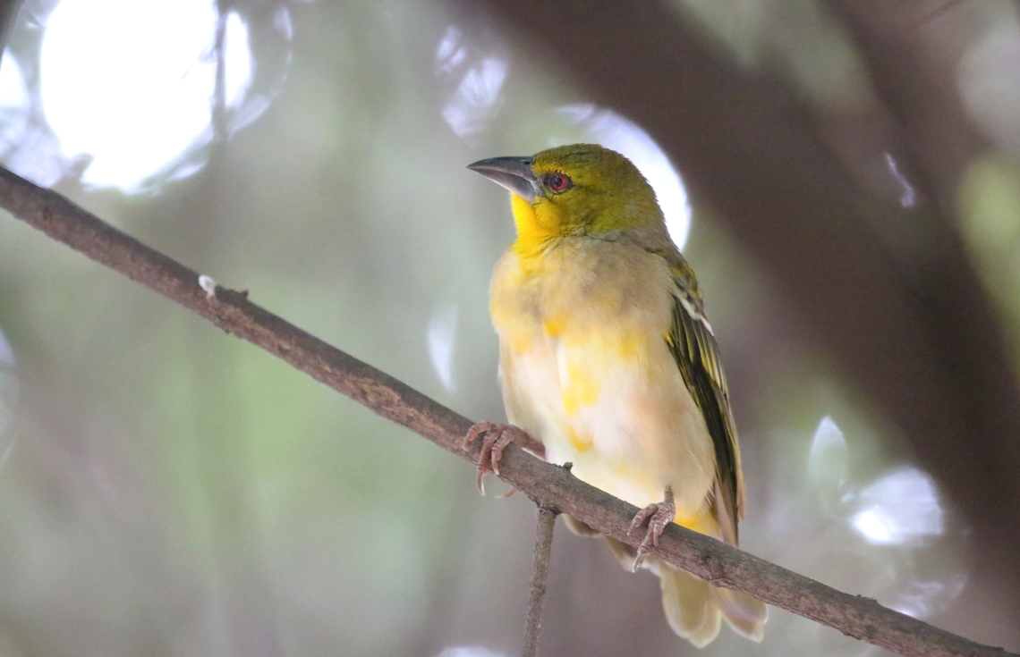 Village Weaver Being watched whilst enjoying a coffee ceremony in this village on the Djibouti Road, whilst travelling in hope towards the Awash National Park. Oromia,Ploceus cucullatus,Rift Valley,Village weaver,Welenchiti