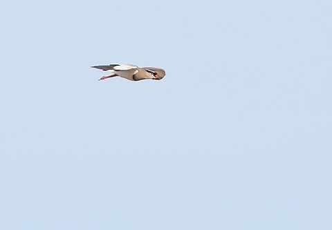 Black-headed Lapwing in flight over the Aledeghi Plains  Aledeghi Plains,Aledeghi Wildlife Reserve,Black-Headed Lapwing,Vanellus tectus