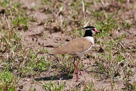 Black-headed Lapwing A very well marked and typically noisy lapwing. Afar,Aledeghi Plains,Aledeghi Wildlife Reserve,Black-Headed Lapwing,Vanellus tectus