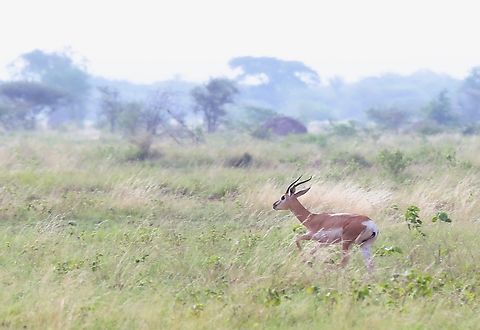 Soemmerring's Gazelle Although classified as vulnerable by the IUCN, this stocky gazelle with total adult numbers of between 4,000 & 5,000 individuals, can still be legally hunted in Southern Ethiopia. Afar,Aledeghi Plains,Aledeghi Wildlife Reserve,Nanger soemmerringii,Soemmerrings gazelle