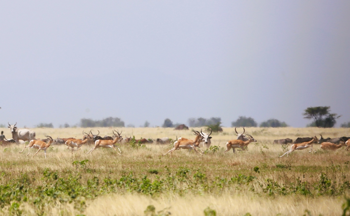Soemmerrings' Gazelles on the Aledeghi Plains Here the gazelles race in front of cattle, also in the reserve!!! Afar,Aledeghi Plains,Aledeghi Wildlife Reserve,Nanger soemmerringii,Soemmerrings gazelle