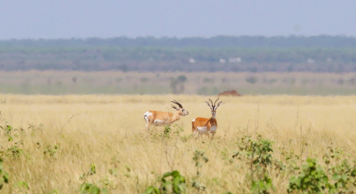Soemmerring's Gazelles The road can be seen behind these gazelles on a hot day with much distortion through the lens, Afar,Aledeghi Plains,Aledeghi Wildlife Reserve,Nanger soemmerringii,Soemmerrings gazelle