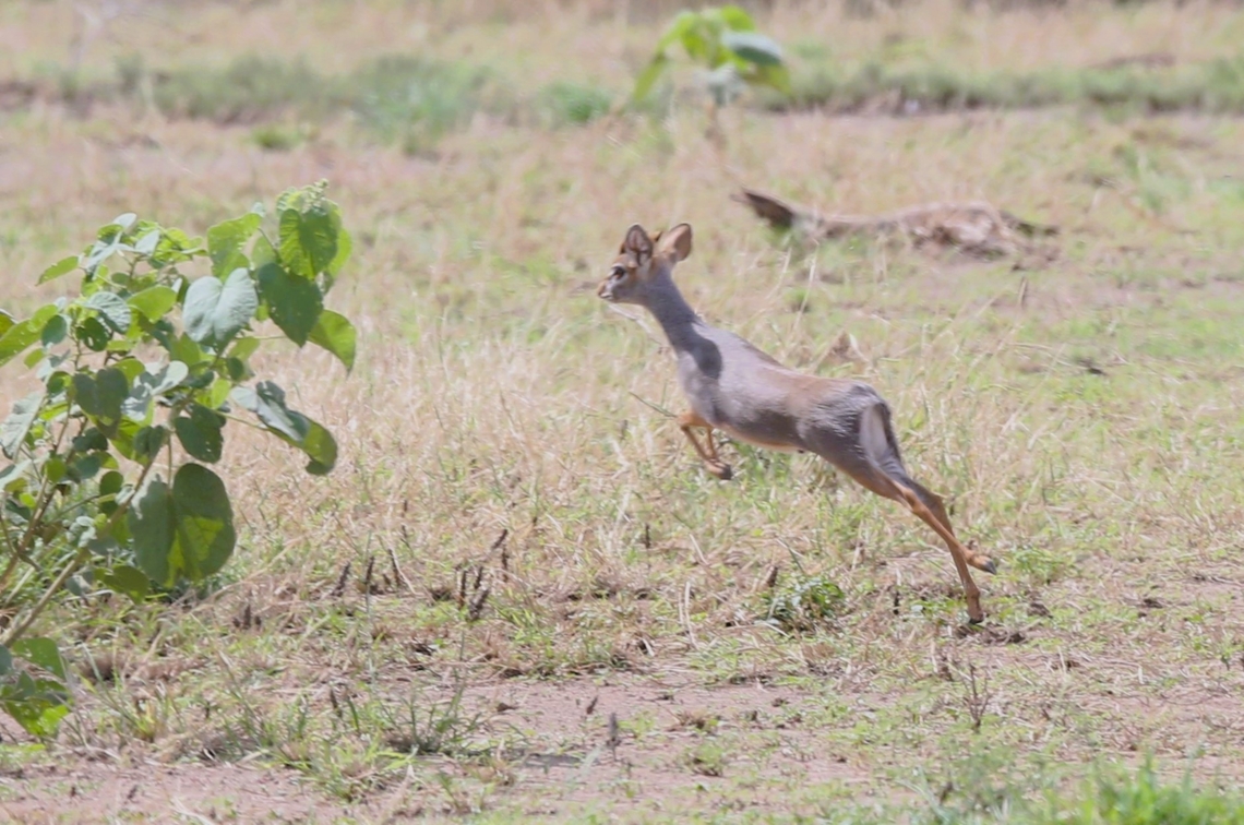 Salt's Dikdik Only saw this one delightful Dikdik, here then gone on the spectacular Aledeghi Pains. Afar,Aledeghi Plains,Madoqua saltiana,Rift Valley,Salt's dik-dik
