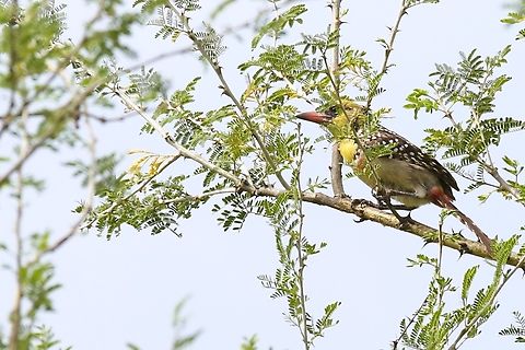 Yellow-breasted Barbet The 1st viewing of this striking barbet on these wonderful plains. Afar,Aledeghi Plains,Rift Valley,Trachyphonus margaritatus,Yellow-breasted barbet