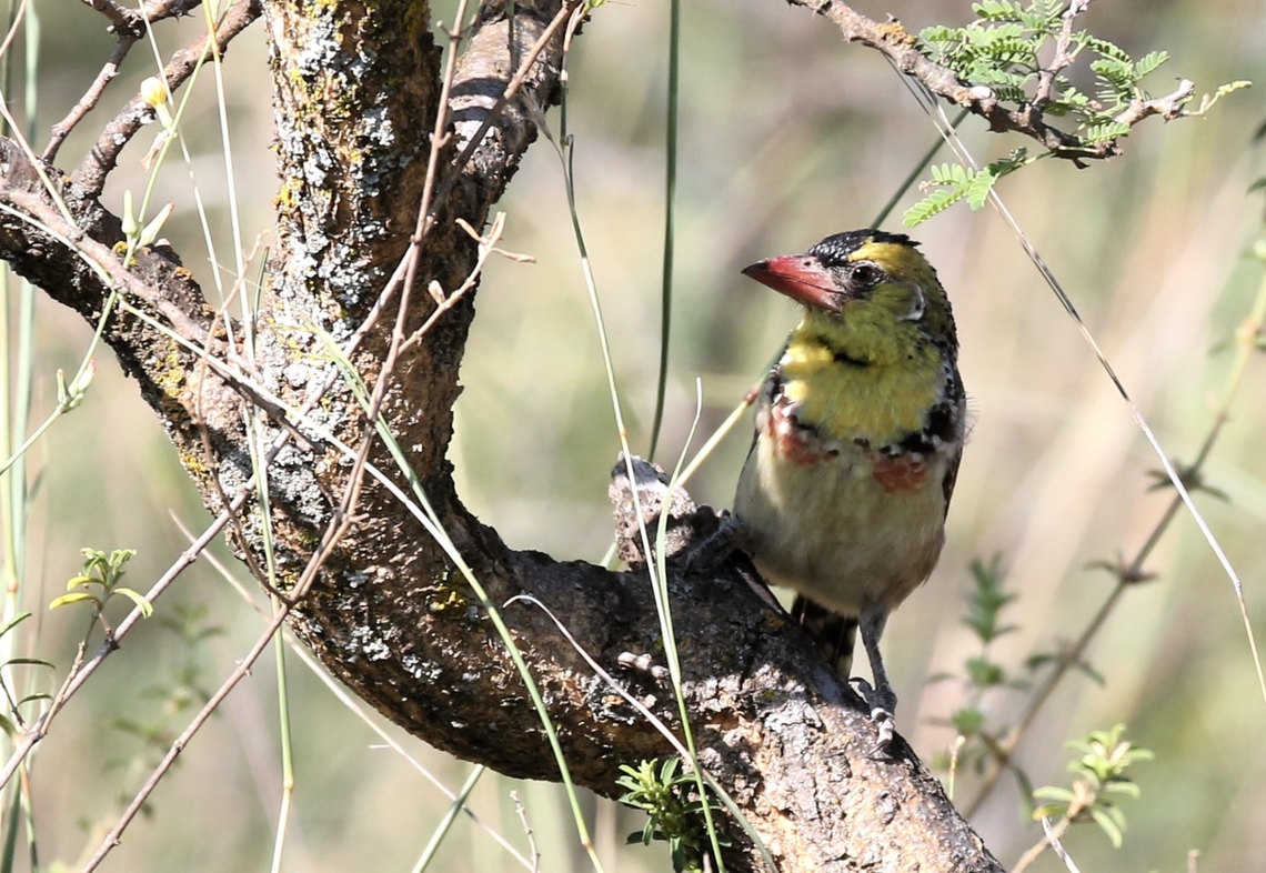 Yellow-breasted_Barbet  Trachyphonus margaritatus,Yellow-breasted barbet