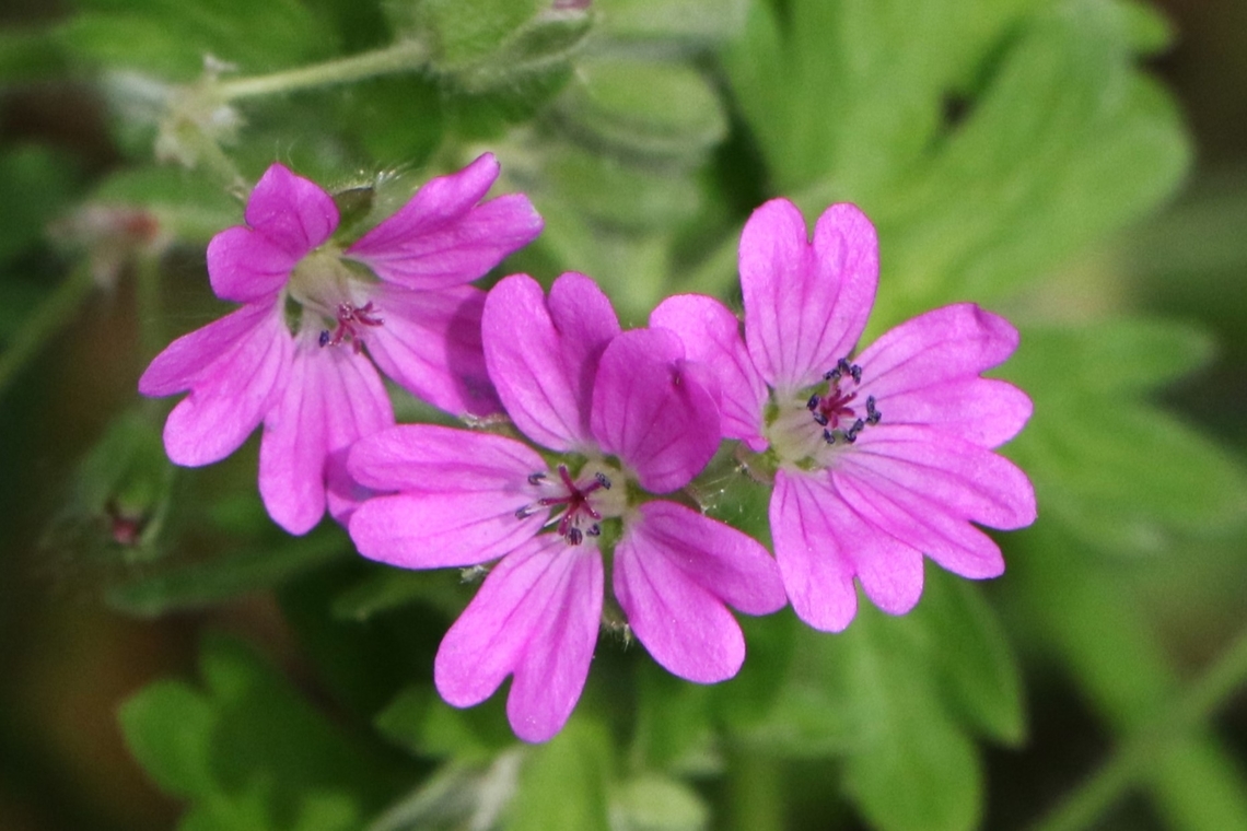 Hedge Cranesbill In one of my favourite dales, whilst looking for/listening for cuckoos (heard 5/6 &amp; saw 2) Cumbria,Geranium pyrenaicum,Hedgerow cranesbill,Swindale
