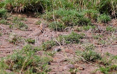 Double-banded Courser Back on the Aledeghi Plains! Afar,Aledeghi Plains,Double-banded courser,Rift Valley,Smutsornis africanus