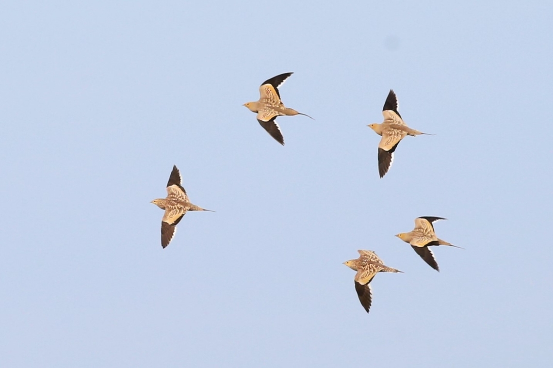 Chestnut-bellied Sandgrouse  Afar,Aledeghi Plains,Chestnut-bellied sandgrouse,Pterocles exustus,Rift Valley