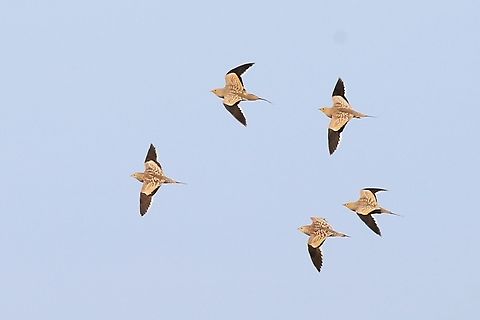 Chestnut-bellied Sandgrouse  Afar,Aledeghi Plains,Chestnut-bellied sandgrouse,Pterocles exustus,Rift Valley