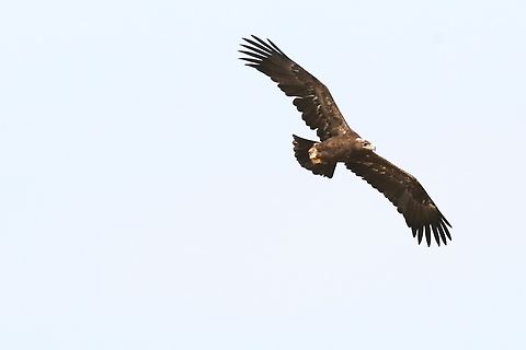 Tawny Eagle over the Aledeghi Plains  Afar,Aledeghi Plains,Aquila rapax,Rift Valley,Tawny Eagle