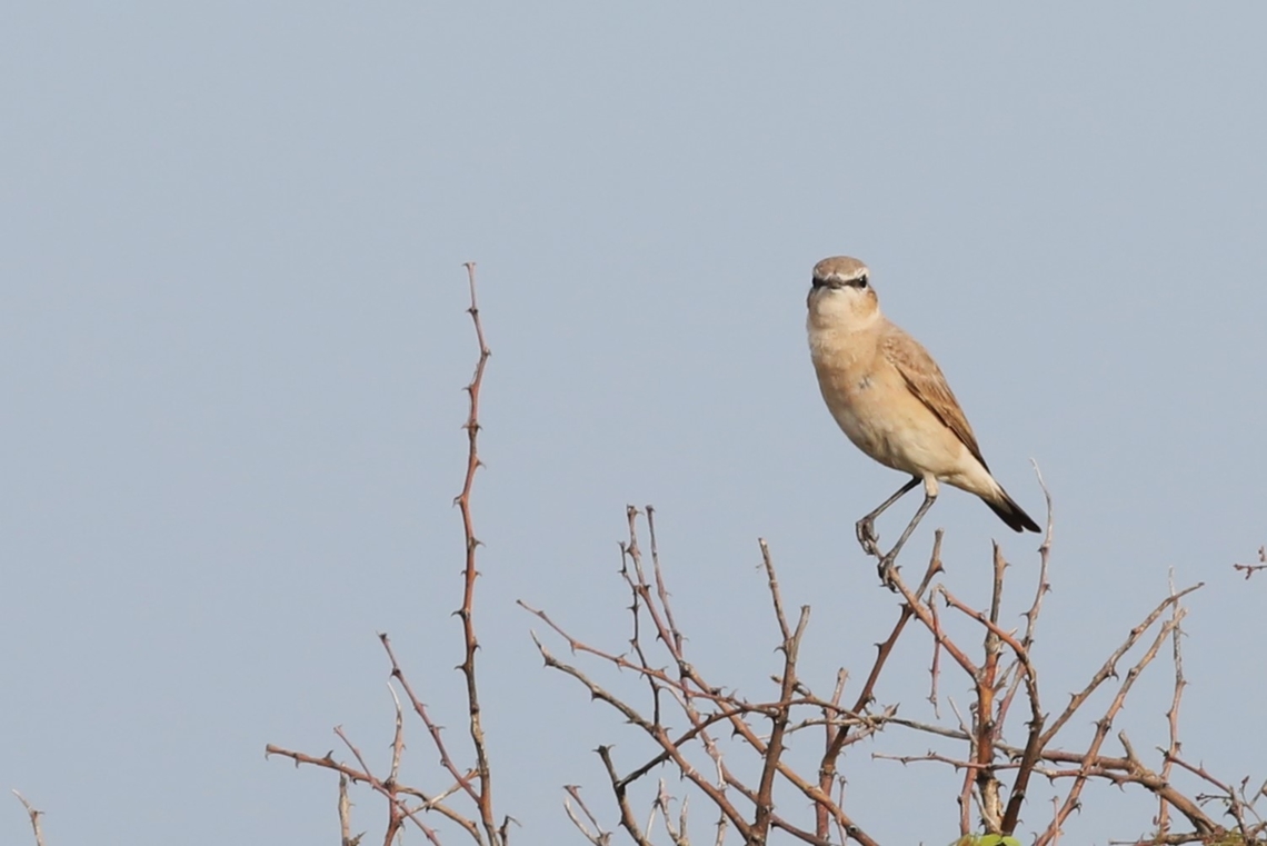 Isabelline Wheatear  Afar,Aledeghi Plains,Isabelline wheatear,Oenanthe isabellina,Rift Valley