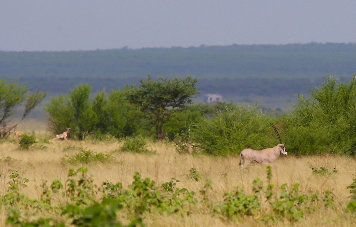 Common Beisa Oryx On the Aledeghi Plains with a Soemmerrings Gazelle behind.  The Common Beisa is found North of the Tana River and lives in the more arid Horn of Africa, as distinct from the Fringe-eared Oryx.  They can survive without water for almost as long as camels. They are now listed as endangered by the IUCN Red List with a declining population.  Despite this unfortunately hunting trips are allowed to take place between October &amp; June in Ethiopia. Afar,Aledeghi Plains,Common beisa oryx,Oryx beisa beisa,Rift Valley,Soemmerrings gazelle