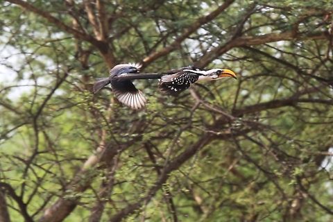 Eastern Yellow-billed Hornbill in flight  Afar,Aledeghi Plains,Eastern Yellow-billed Hornbill,Rift Valley,Tockus flavirostris